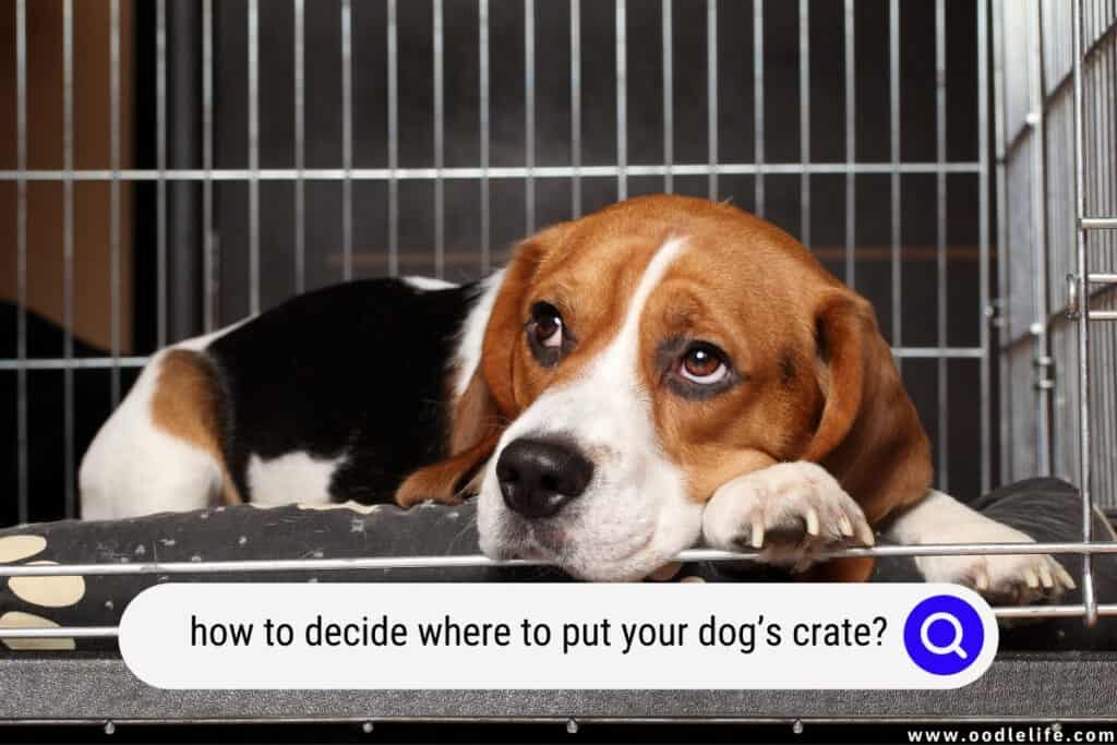 where to put your dog's crate
