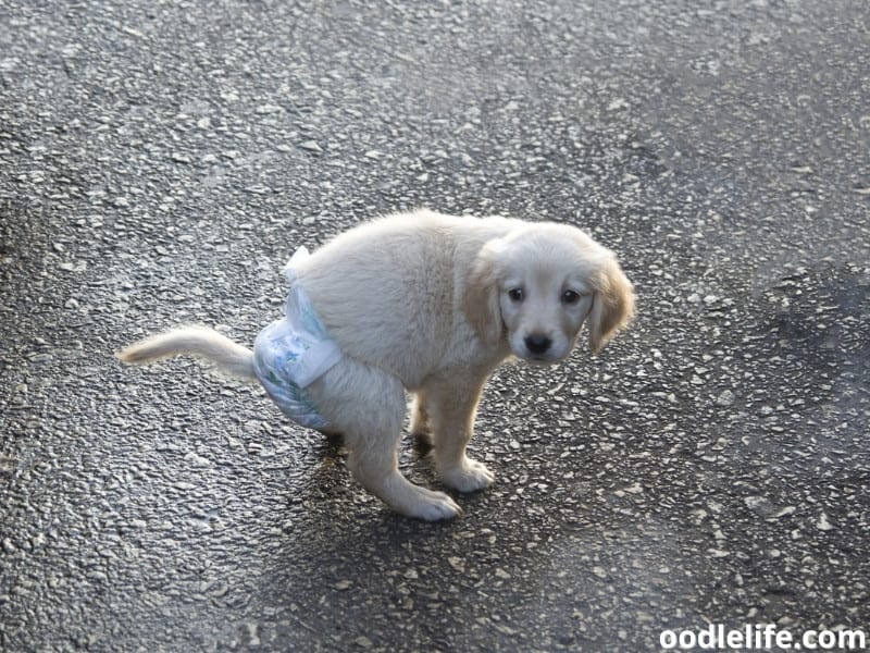 white puppy in diaper