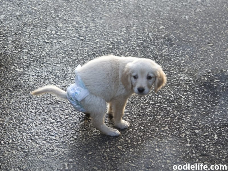 Why Do Dogs Wear Diapers