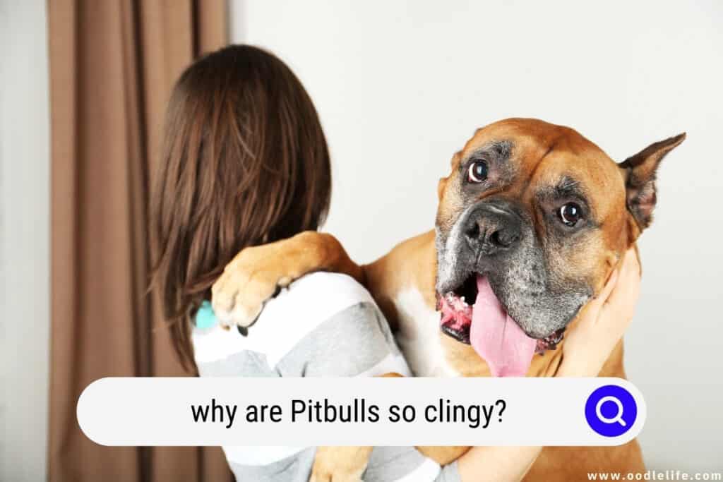 why are Pitbulls so clingy