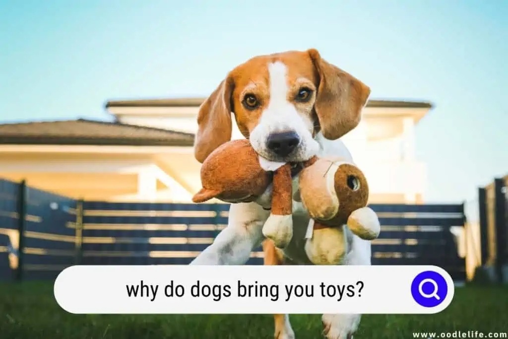why do dogs bring you toys
