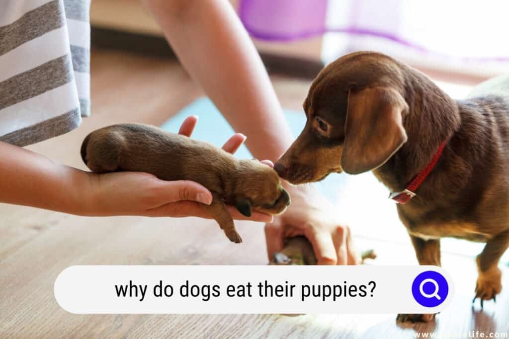 why dogs eat their newborn puppies