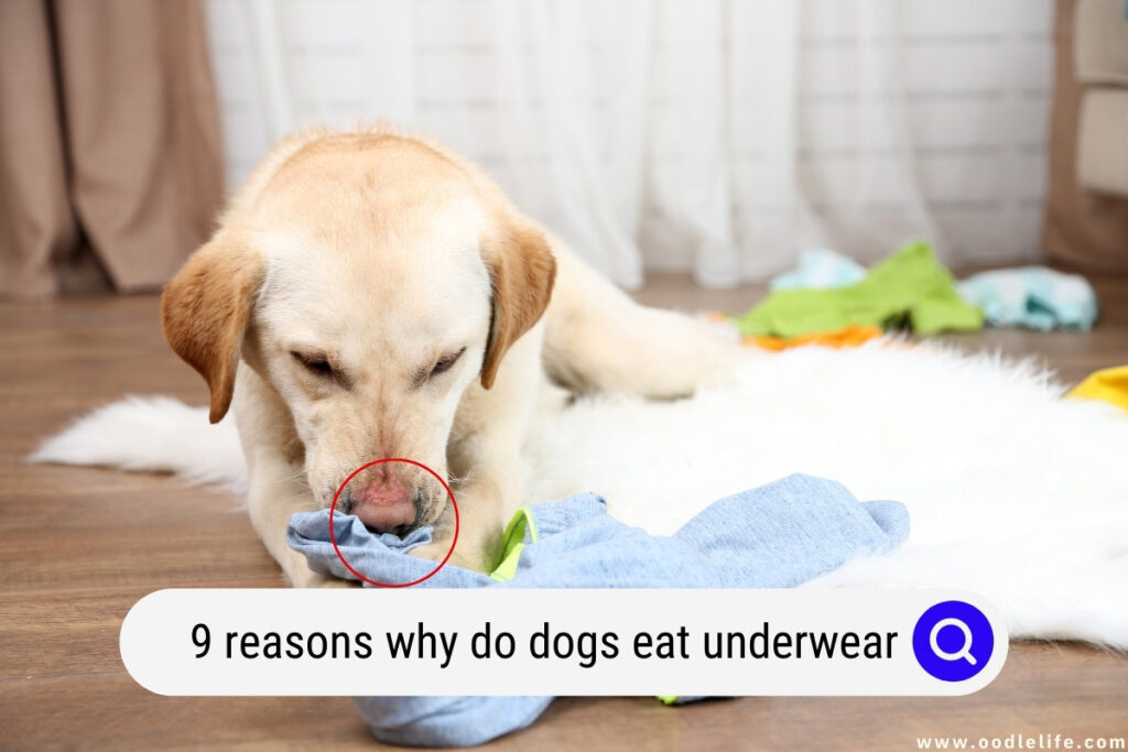 why do dogs eat underwear