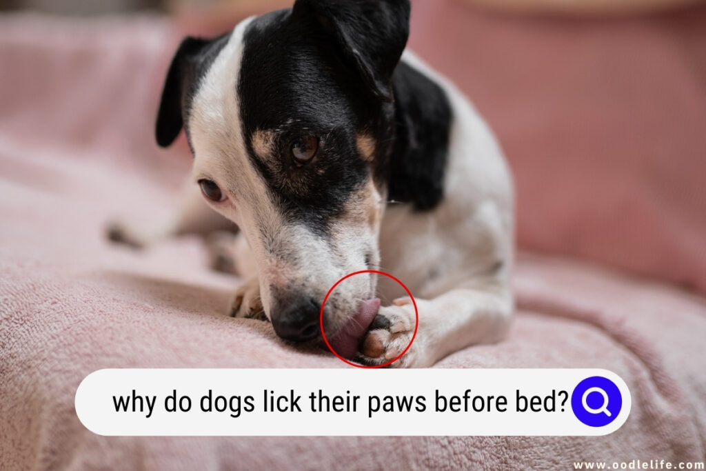 why do dogs lick their paws before bed