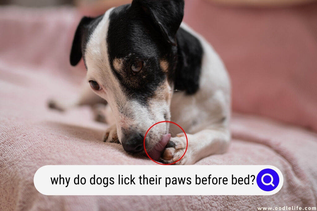 what does it mean of a dog licks his paws