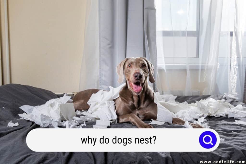 why do dogs nest