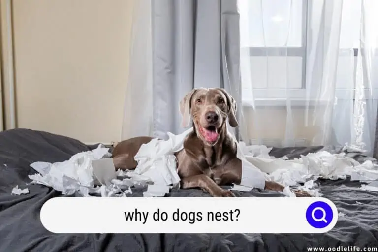 Why Do Dogs Nest? [Nesting Explained]