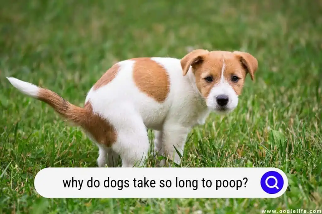 why do dogs take so long to poop