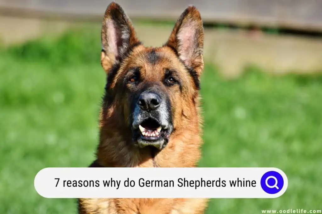 why do German Shepherds whine