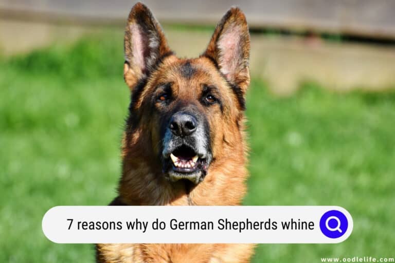 Why Do German Shepherds Whine? (7 Reasons Explained) 