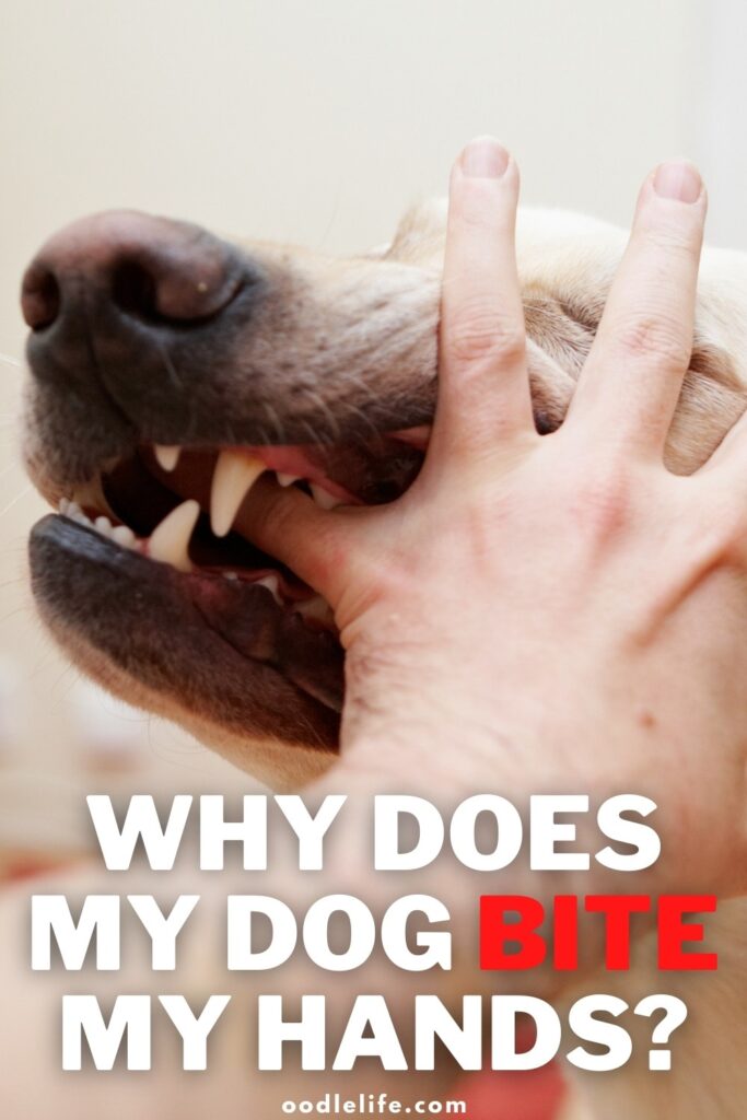 why does my dog bite my hands