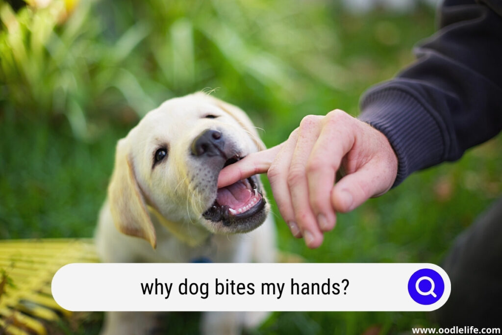 why does my dog bite my hands