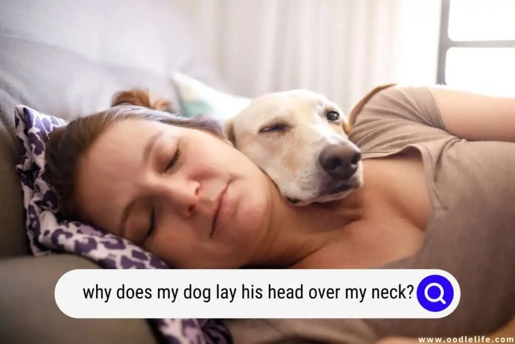 Dog sleeps best sale by my head