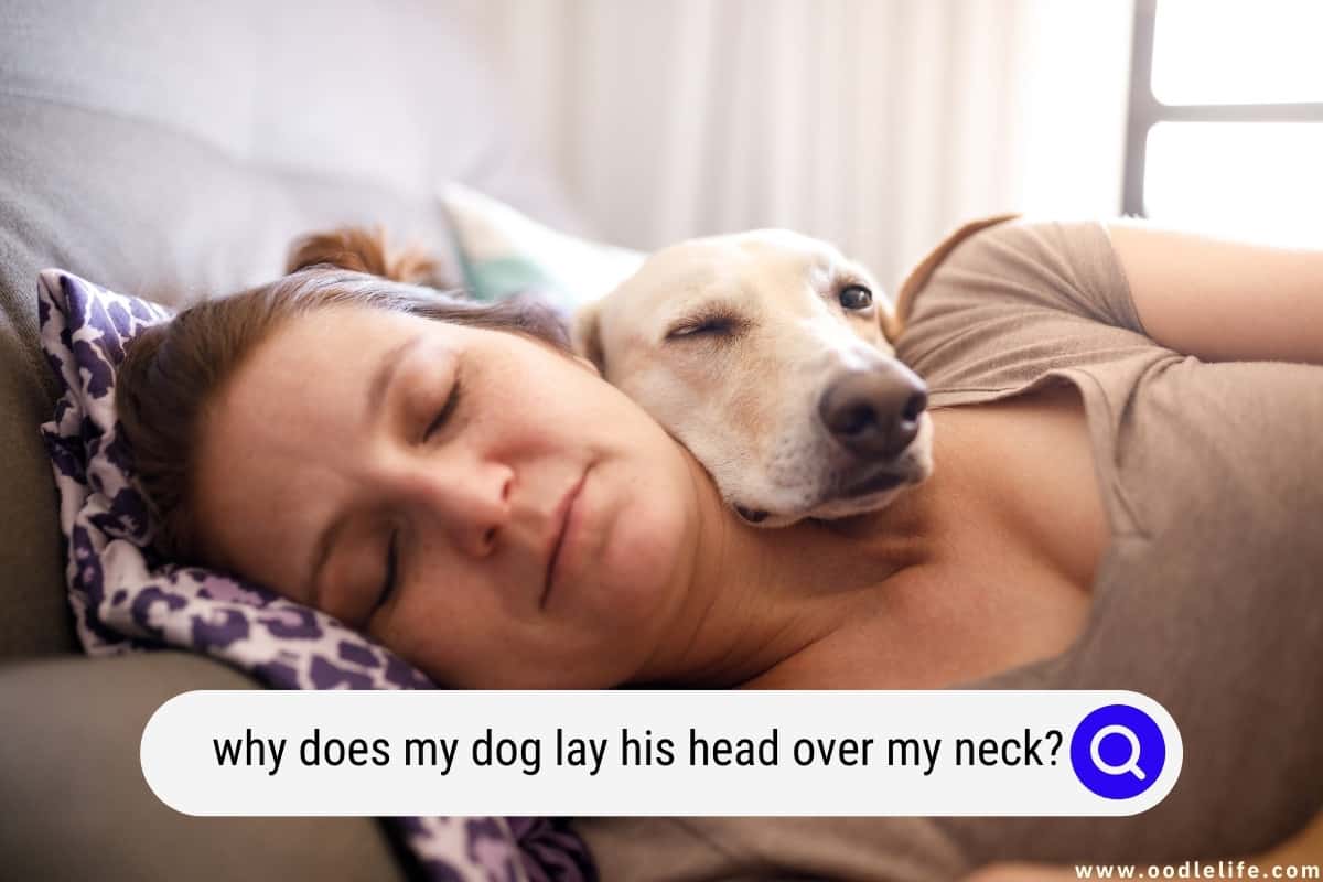 Why Does My Dog Lay His Head Over My Neck? - Oodle Life