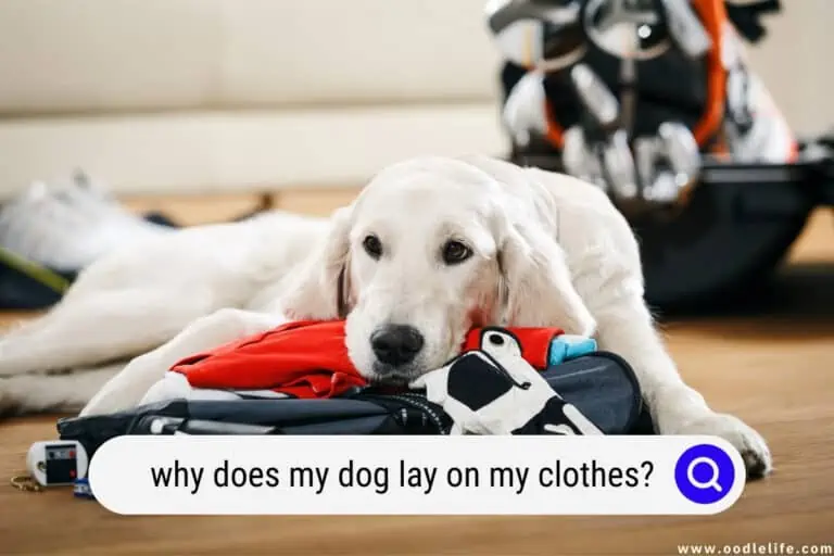 Why Does My Dog Lay On My Clothes?