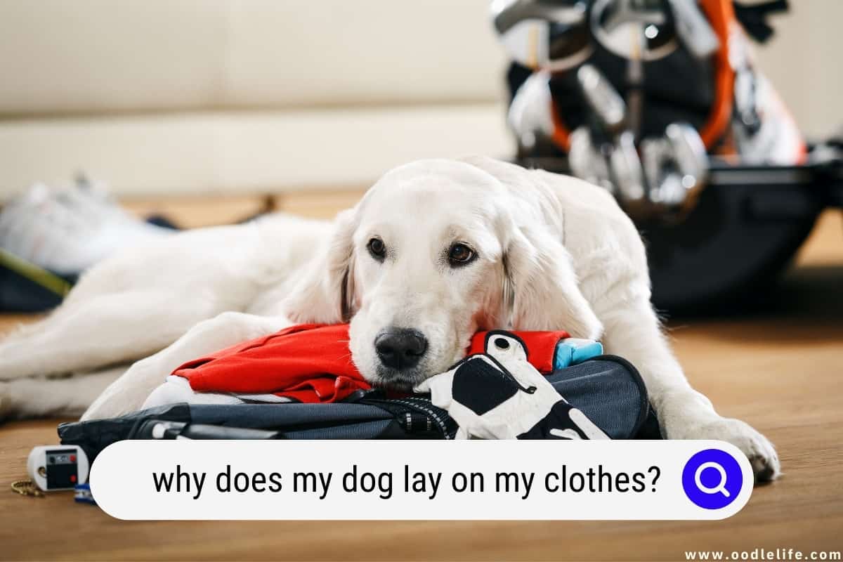 Why Does My Dog Lay On My Clothes? Oodle Life