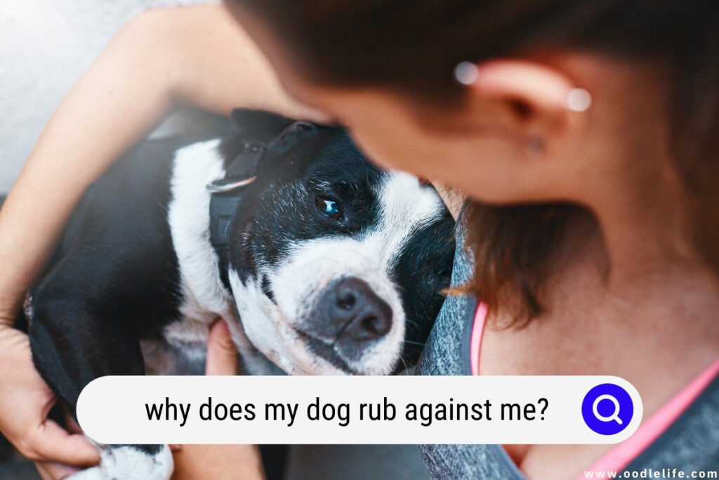 why does my dog rub against me