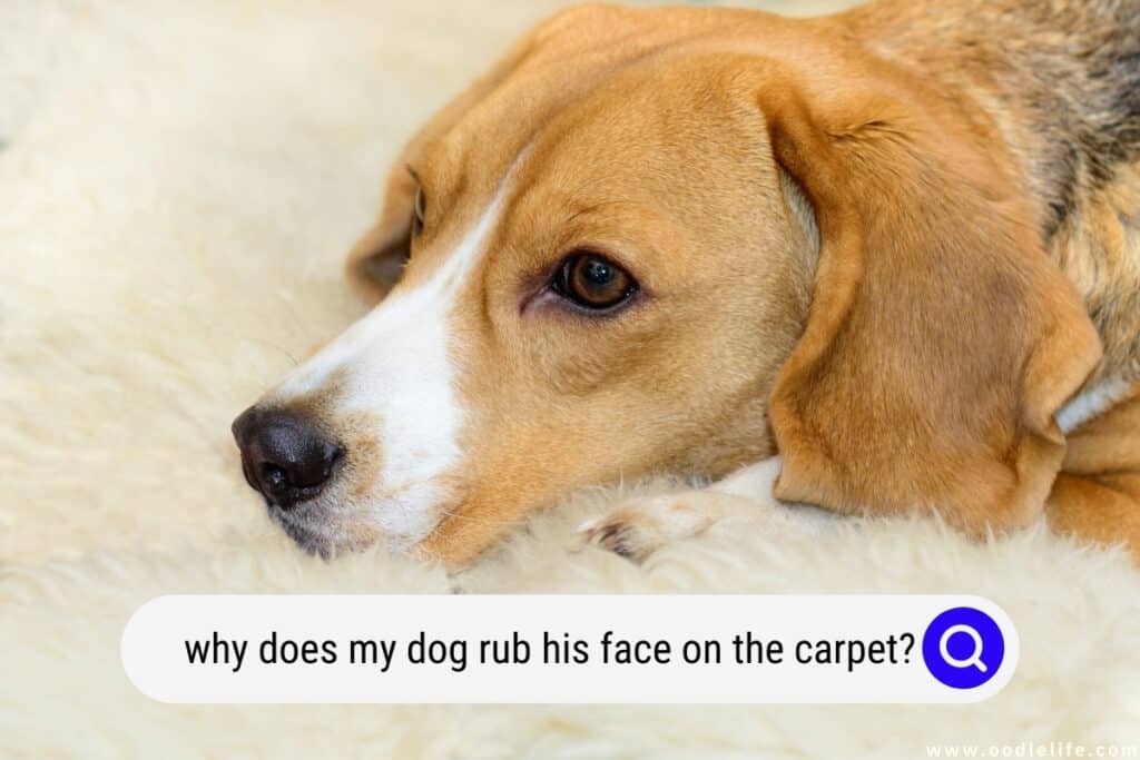 why do dogs rub their face