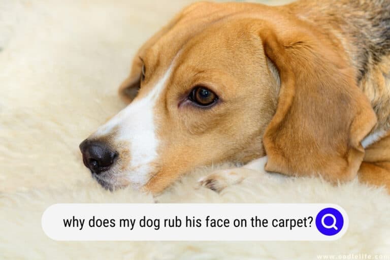 Why Does My Dog Rub His Face On The Carpet?