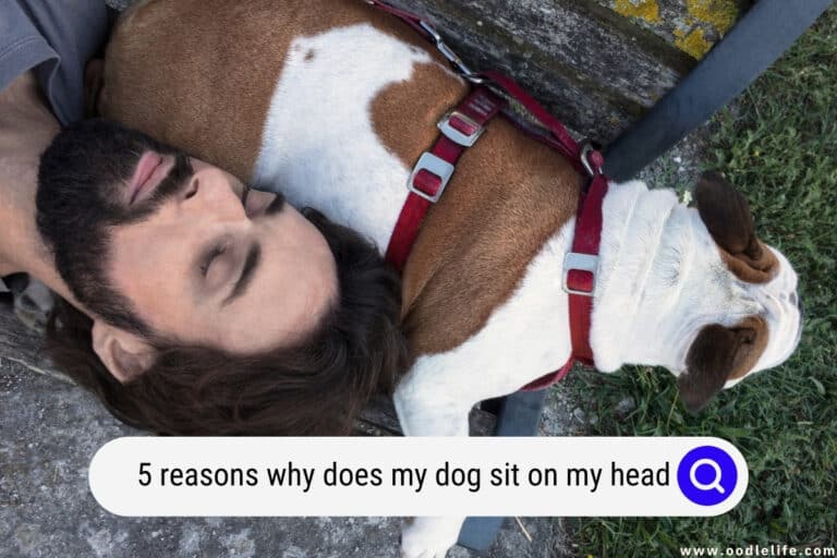 Why Does My Dog Sit on My Head? [5 Reasons]