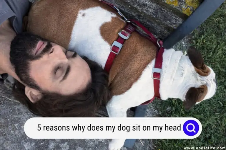 Why Does My Dog Sit on My Head? [5 Reasons]