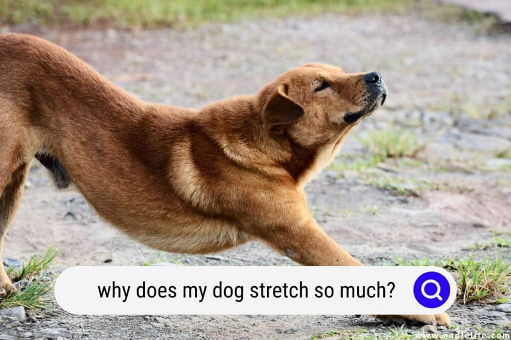 why does my dog stretch so much