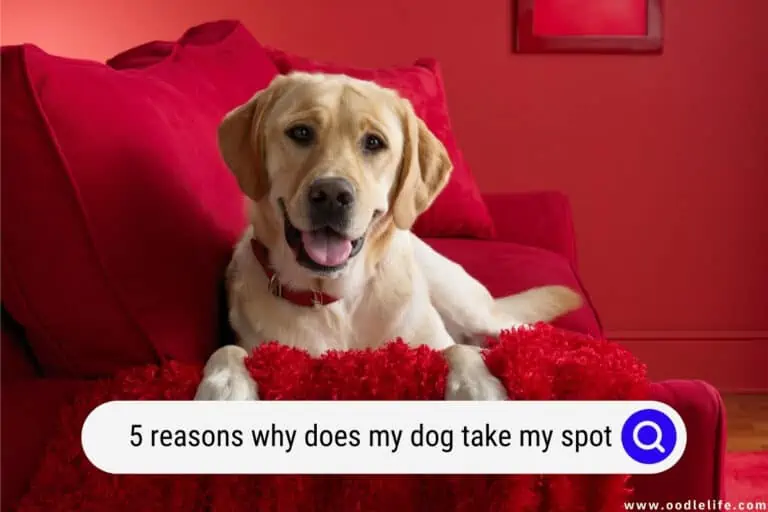 [5 Reasons] Why Does My Dog Take My Spot?