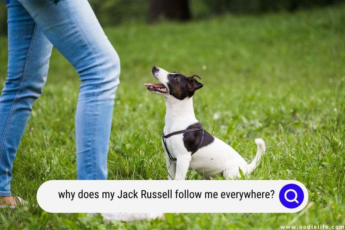 Why Does My Jack Russell Follow Me Everywhere? Oodle Life