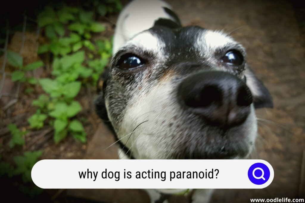 Why Is My Dog Acting Paranoid All Of A Sudden? (8 SIGNS)