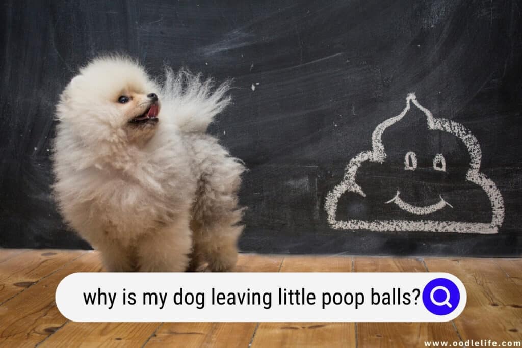 why is my dog leaving little poop balls