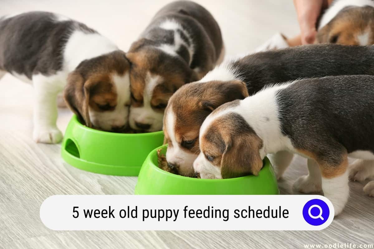 how often should i feed a 5 week old puppy