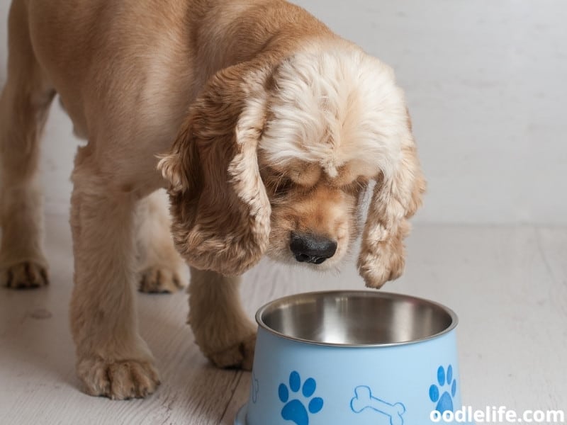 American Cocker Spaniel bowl