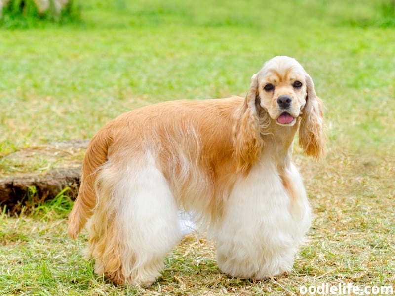 american cocker spaniel shedding a lot