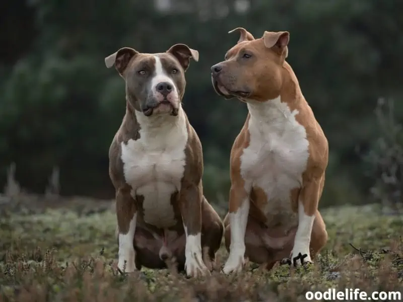 American Staffordshire Terrier