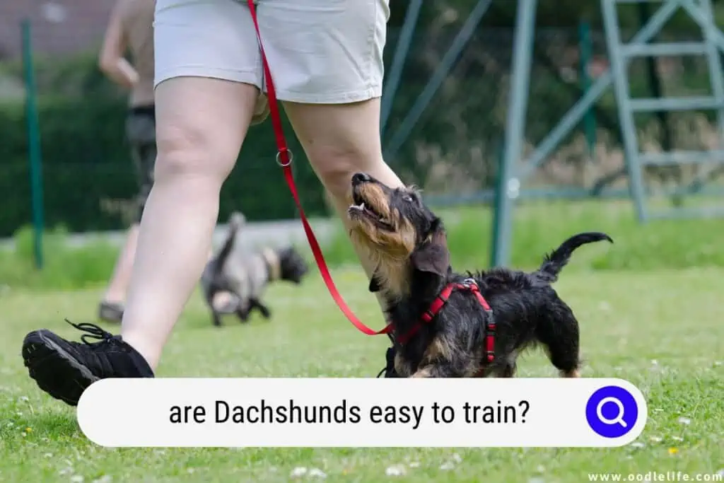are dachshunds easy to train