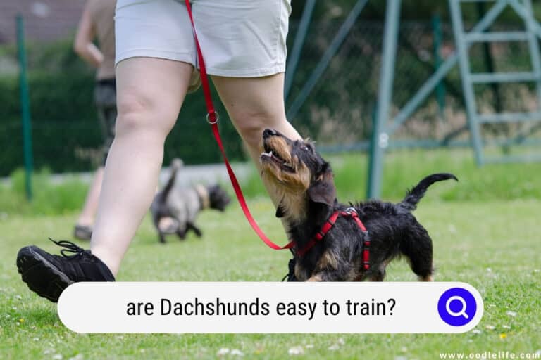Are Dachshunds Easy to Train? (Dachshund Trainability)