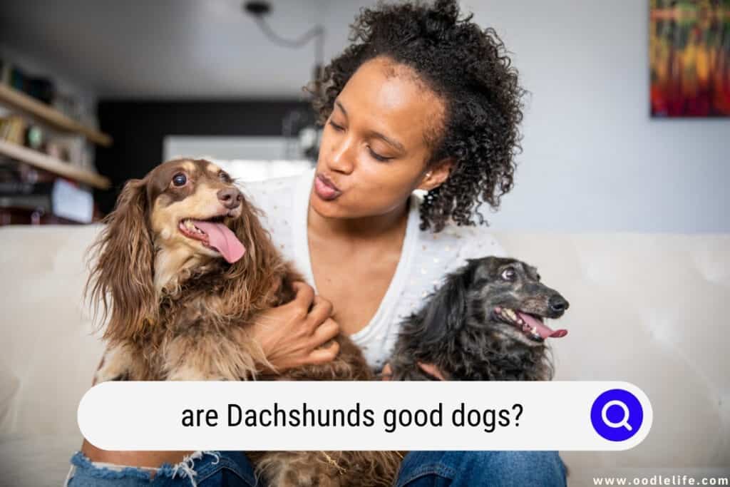 are Dachshunds good dogs