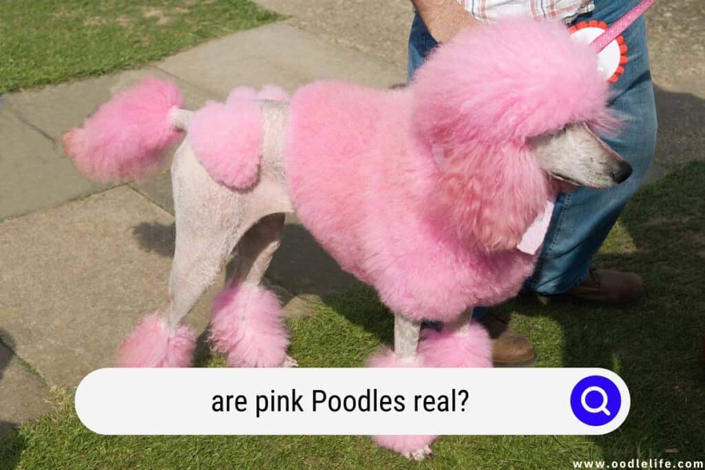 are pink Poodles real 