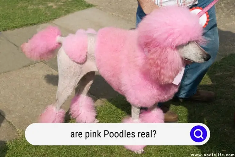 Are Pink Poodles Real?
