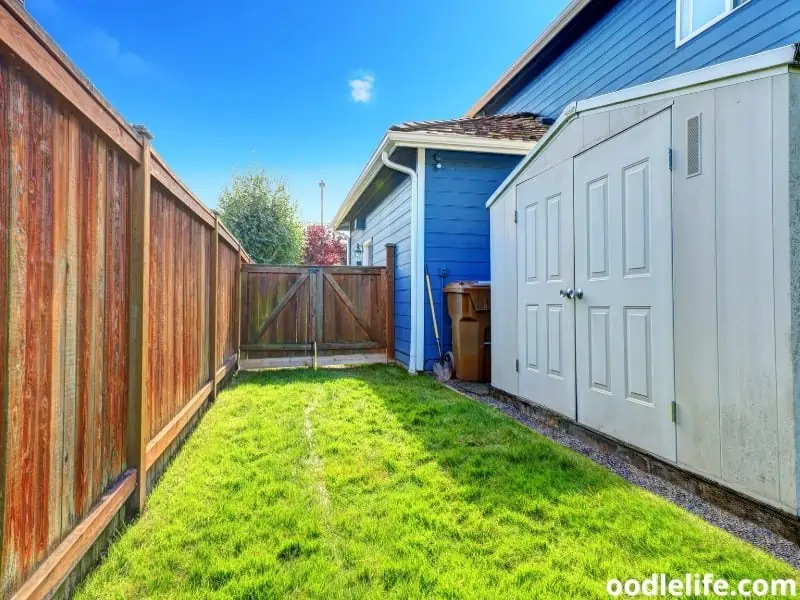 backyard for dog potty