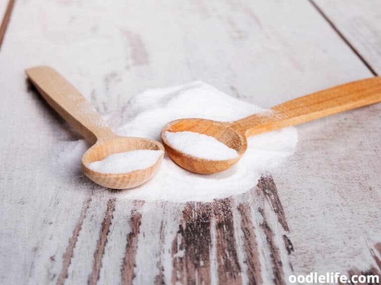 Why Does My Dog’s Pee Smell So Bad? Oodle Life