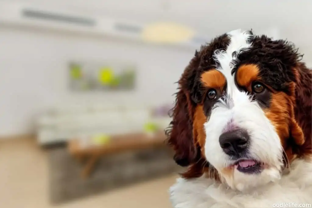 face of an f1b Bernedoodle