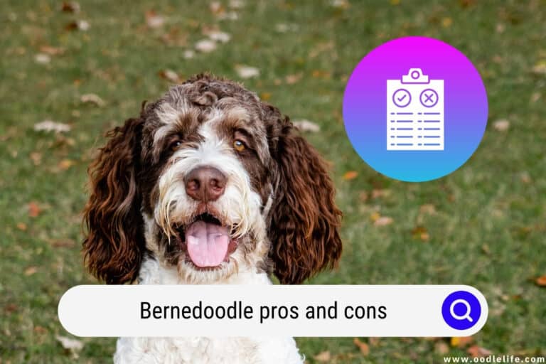 Bernedoodle Pros and Cons (Must Read)