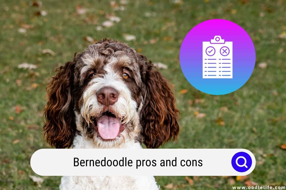 Bernedoodle Pros And Cons (Must Read) Oodle Life