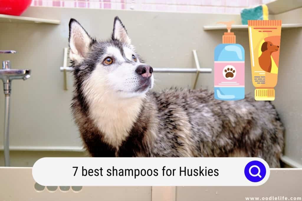 best shampoos for Huskies