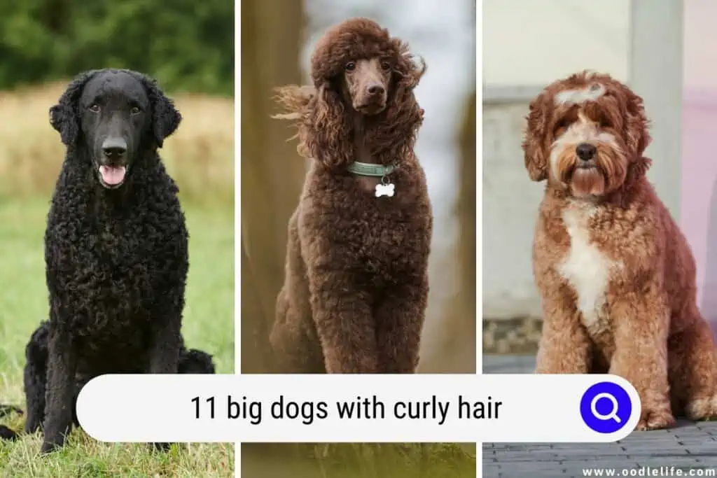 big dogs with curly hair
