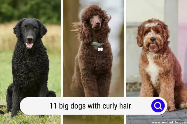 11 Big Dogs with Curly Hair [with Photos]