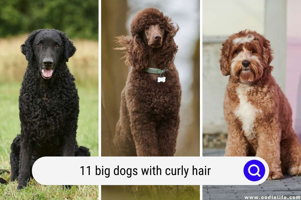 11 Big Dogs With Curly Hair [with Photos] - Oodle Life