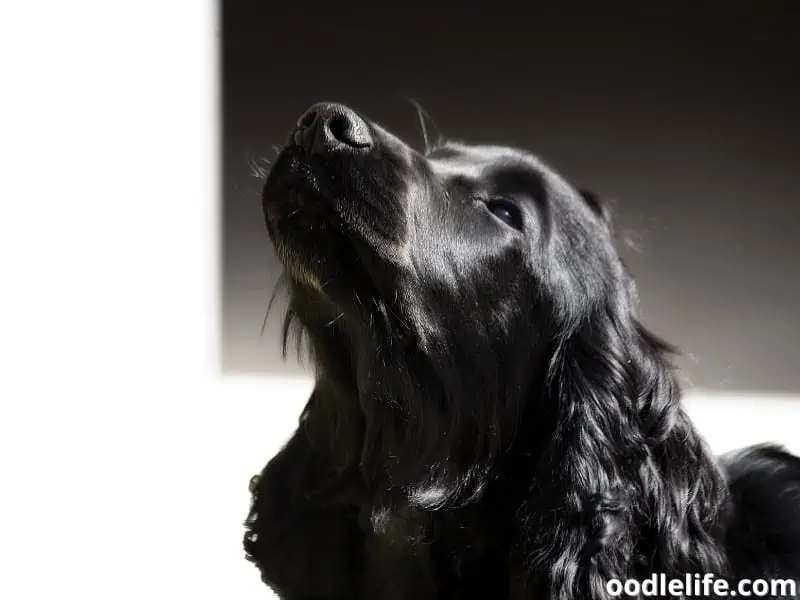 black Cocker Spaniel puppy