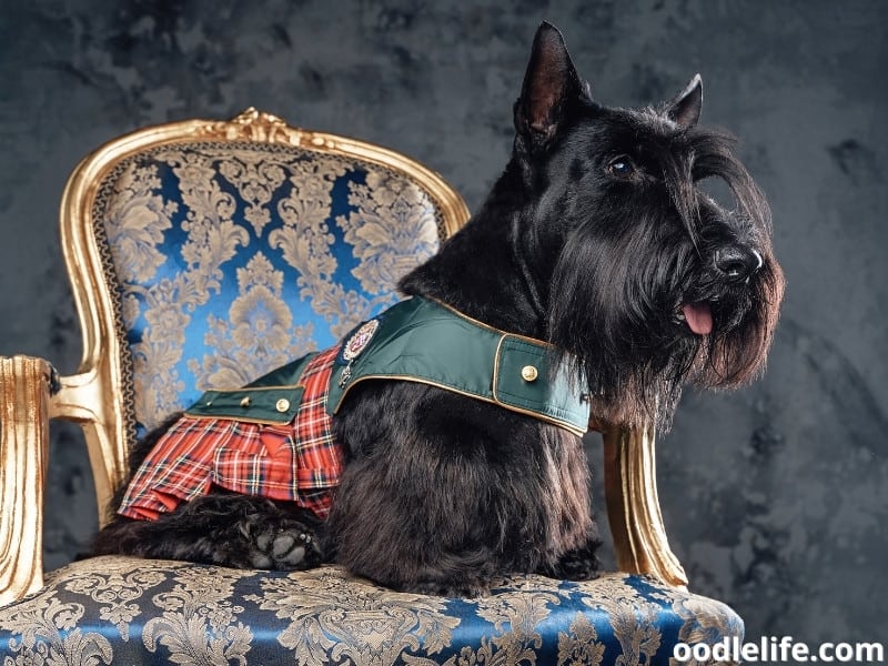 black Scottish dog sits